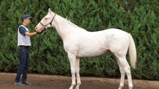 【セレクトセール2024】白毛馬マーブルケーキの2023が1億9000万円…藤田晋氏が落札