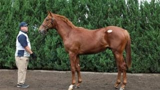 【セレクトセール2024】デルマソトガケの全弟が1億円超え…金子真人HDが落札