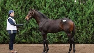 【セレクトセール2024】ピクシーナイト半弟が2億1000万円…里見治氏が落札