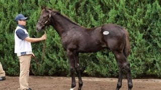 【セレクトセール2024】マカヒキ産駒が1億5000万円…金子真人ホールディングス（株）が落札