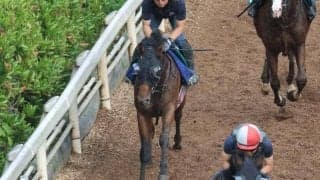 ディアナザールなど、先週の入厩情報/栗東トレセンニュース