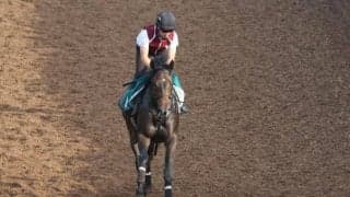 マイクインダムなど、先週のゲート試験/栗東トレセンニュース