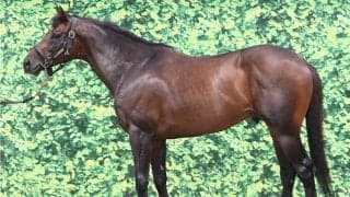 小回り◎、状態面◎で“逆襲必至” 函館記念で前走16着から巻き返しへ