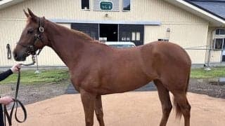 【JRA新馬戦】GI馬ダノンザキッドの全妹ラヴァブルなどがデビュー