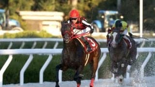 ジンギの引退式を25日に実施 兵庫生え抜きで獲得賞金2億円超