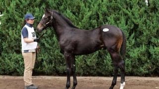 【セレクトセール2024】コントレイル産駒が2億2000万円…小笹芳央氏が落札