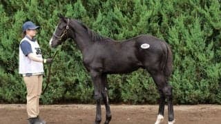 【セレクトセール2024】スワーヴリチャード産駒が2億円…野田みづき氏が落札