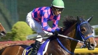 GIII2着サヤカチャンの初仔 ニシノルプがデビュー