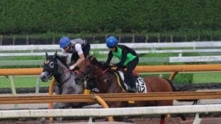 イフェイオン、クイーンS1週前追い切り速報/栗東トレセンニュース