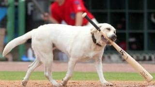 名物の“96歳”バット犬引退に「泣いちゃった」　6年間の大役…ひたむきな姿に感涙