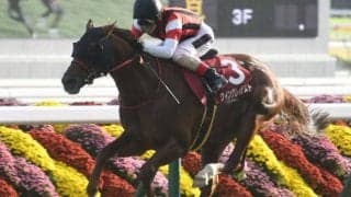 【アイビスSD見どころ】実績上位のウイングレイテストに注目