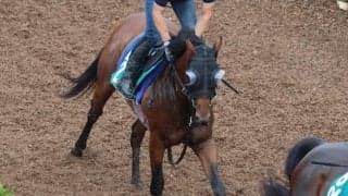 叔母はG1・7勝のジェンティルドンナ  ディアナザールが新潟で初陣/関西馬メイクデビュー情報