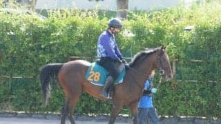 近親にサトノフラッグ＆サトノレイナス 良血馬カラマティアノスは順調に調整中/関東馬メイクデビュー情報