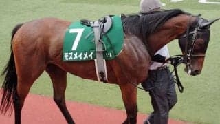 ここまで牝馬が4連覇中！ 今年も快速自慢の有力牝馬たち9頭がアイビスSDに集結