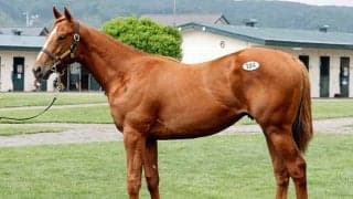 【セレクションセール2024】2日目は総額23億円超 アイビスSD出走馬の半弟に8000万円