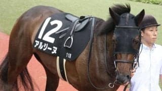 母は14年クイーンS覇者 着実に成長中アルジーヌが得意の1800mで母仔制覇狙う