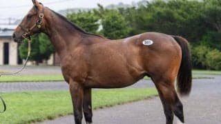 セレクションセール全日程が終了 3日間で71億9760万円の売上