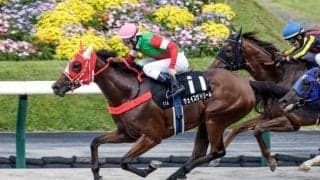 【アイビスSD・馬体重】チェイスザドリームは490kg(+20)、ウイングレイテストは504kg(±0)