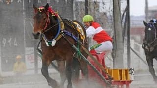 【ばんえい十勝】ルーキー中村太陽騎手が通算100勝を達成…「自分の技術を磨いていきたい」