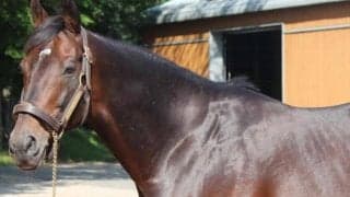 ディープインパクトの死亡からちょうど5年 血を紡ぐ後継種牡馬たち