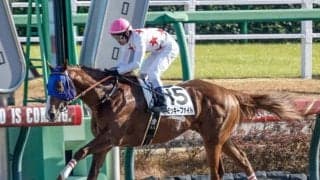 【レパードS予想オッズ】ミッキーファイトが予想1番人気