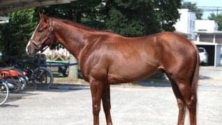 素晴らしい馬体持つ“ネクスト・レモンポップ”がレパードS制覇へ 秋にフォーエバーヤング＆ラムジェットの牙城崩すかも