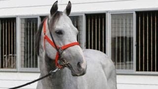 リュウノユキナが引退・種牡馬入り 東京スプリントなど重賞3勝