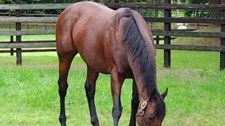 上々デビューの新種牡馬ナダル産駒 今週も米重賞2勝の母を持つ好素材が初陣