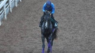 友道康夫調教師も「牝馬らしくない体つき」と高評価 カムニャックが中京で初陣/関西馬メイクデビュー情報