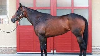 成長して“スピードフォルム”に進化 適性マッチする関屋記念で2つ目のタイトルへ