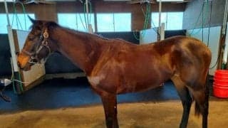 【JRA新馬戦】グローリーヴェイズの半妹ラルガメンテなどがデビュー