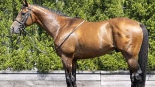 状態は昨年以上で「最盛期を迎えた印象」 札幌記念連覇へ文句なしの馬体