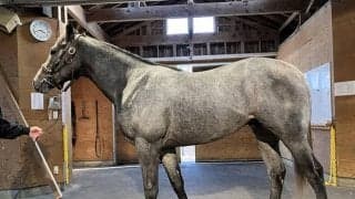 【JRA新馬戦】GI・2勝ダノンスマッシュの全妹ハリウッドメモリーなどがデビュー