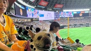 チアはワンワンダンス、愛犬と外野をお散歩も　“特別演出”で一緒に試合観戦