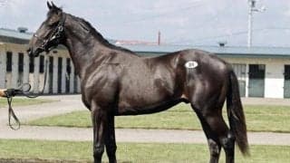 最高額はダノンキングリー産駒の2300万円 サマーセール2024が開幕