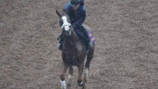 テンハッピーローズなど、先週の入厩情報/栗東トレセンニュース