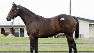 サマーセール2024の2日目が終了 最高額は「ダンシングロイヤルの2023」で3200万円