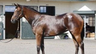 サマーセール2024の3日目が終了 最高額は父ダノンスマッシュの牝馬で2500万円