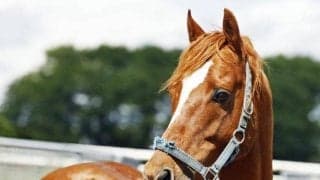 24年新種牡馬の重賞一番乗り 唯一のステッペンウルフ産駒が北の大地でV