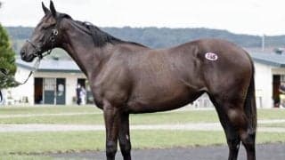 サマーセール4日目が終了 フサイチコンコルドの近親「ファシネイションの2023」が2800万円で最高額