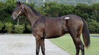 サマーセール2024の5日目終了 最高額は「テイエム」竹園正継氏が落札の「ダークマレインの2023」