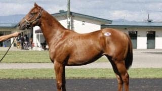 サマーセールが終了 6日間通じての最高額は「レディマドンナの2023」