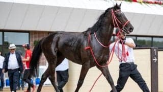 【札幌2歳S】キングスコール、アスクシュタインらが登録