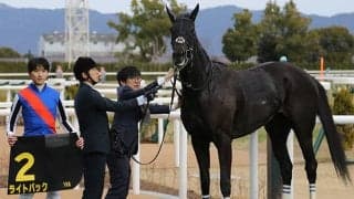 【新潟記念想定騎手】ライトバックは坂井瑠星騎手、レッドラディエンスは戸崎圭太騎手