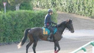 名牝シーザリオの孫 ヴィンセンシオが新潟で初陣/関東馬メイクデビュー情報