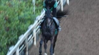 サヴォーナなど、先週の入厩情報/栗東トレセンニュース