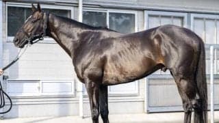 七夕賞の時より「馬体の迫力増した」 新潟記念で重賞連勝なるか