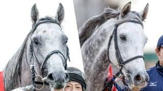 「アイドルホースオーディション2024」ファイナリスト8頭が決定 芦毛や白毛馬が多数ランクイン