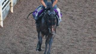 ダノンスコーピオン、セントウルS1週前追い切り速報/栗東トレセンニュース