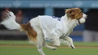 大谷翔平を見つめるデコピンが「勝負師の顔」　始球式直前の表情にX興奮「スイッチ入った」